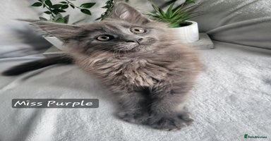 Maine Coon cats Beautiful Maine Coons  - Advert 4