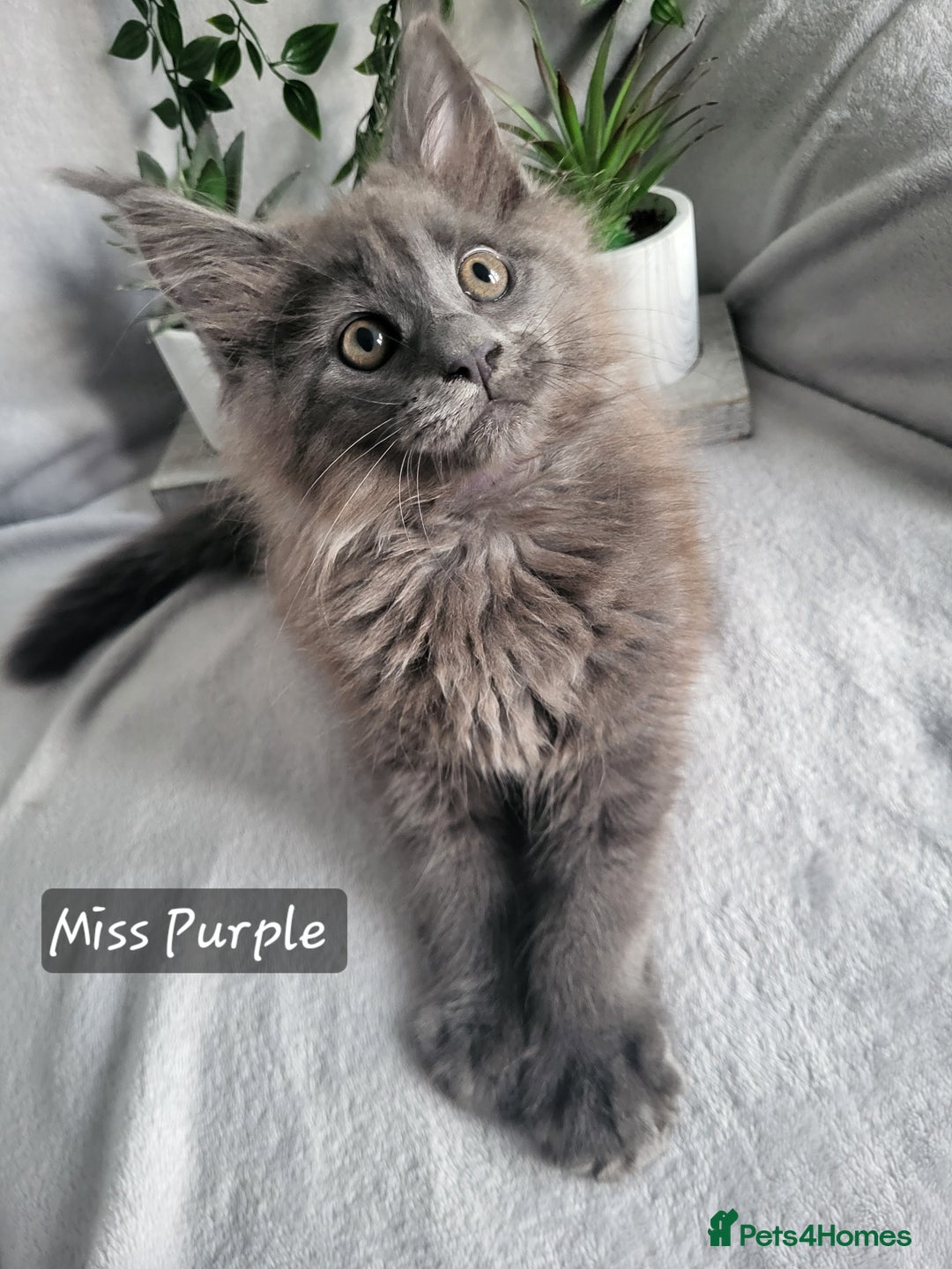 Maine Coon cats for sale: Beautiful Maine Coons  - Advert 2