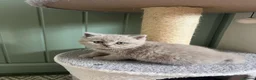 British Shorthair cats for sale: Lilac British Shorthair Kittens in Norwich - Advert 8