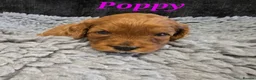 Cavapoo dogs for sale: F1b health tested fox red cavapoo puppies  - Advert 2