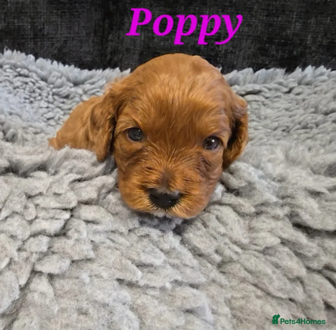 Cavapoo dogs for sale: F1b health tested fox red cavapoo puppies  - Advert 2