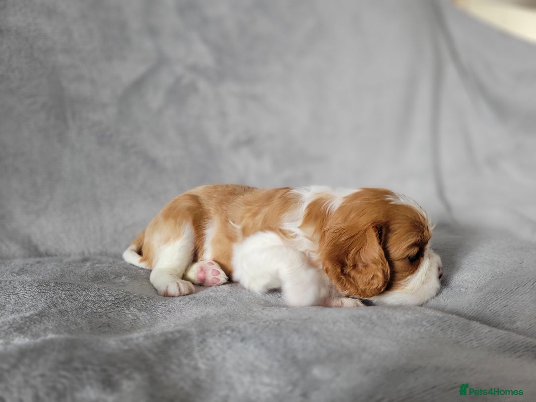 Cavalier King Charles Spaniel dogs for sale: Cavalier King Charles Spaniel Puppies for Sale 🐾 - Image 17