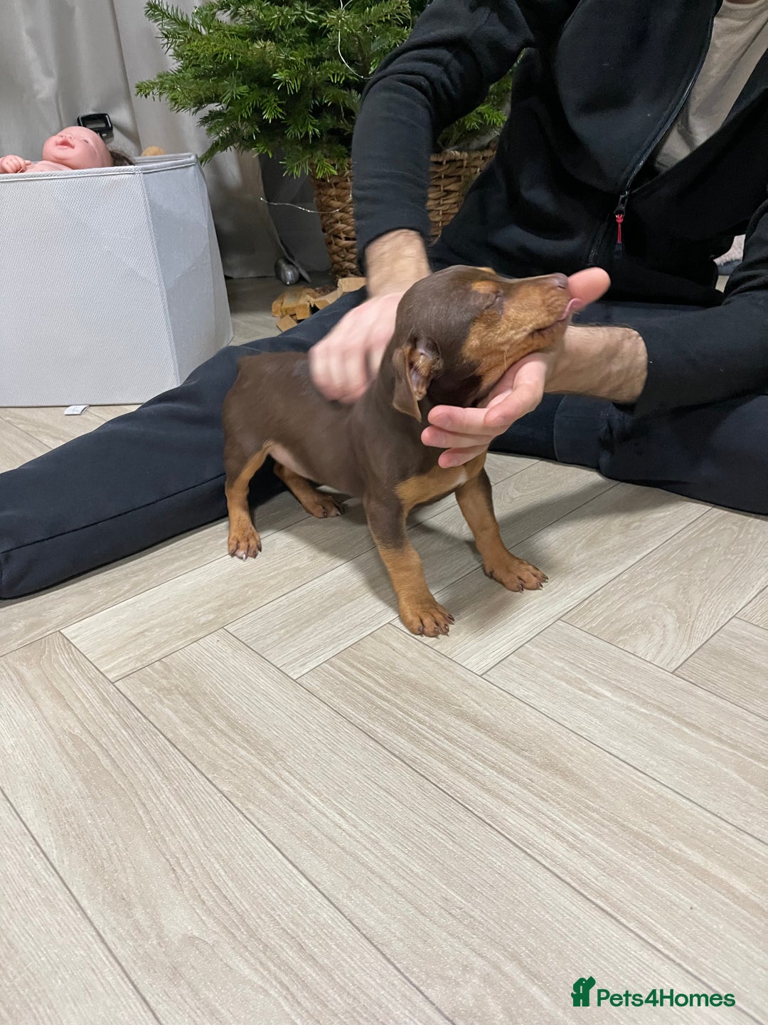 Jack Russell dogs for sale: Beautiful chocolate Jack Russell female puppies  - Advert 8