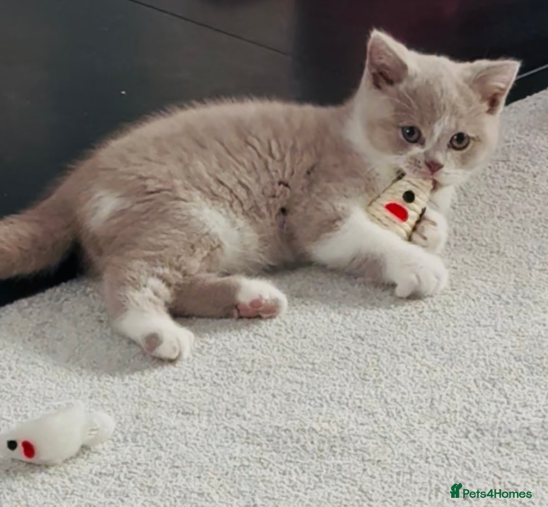 British Shorthair cats for sale: Registered British short hair babies available  - Advert 1