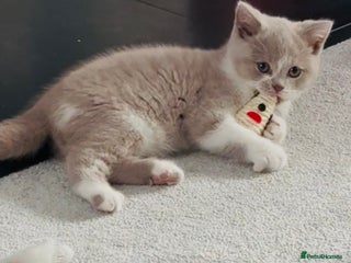 British Shorthair cats Registered British short hair babies available - Advert 1
