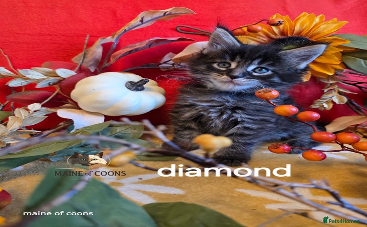 Maine Coon cats - Advert 7