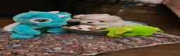 Maltese dogs for sale: EXQUISITE 5STAR TOY MINIATURE KOREAN MALTESE PUPPY - Advert 3