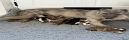 Lurcher dogs for sale: Wheeton Greyhound Puppies  - Advert 2
