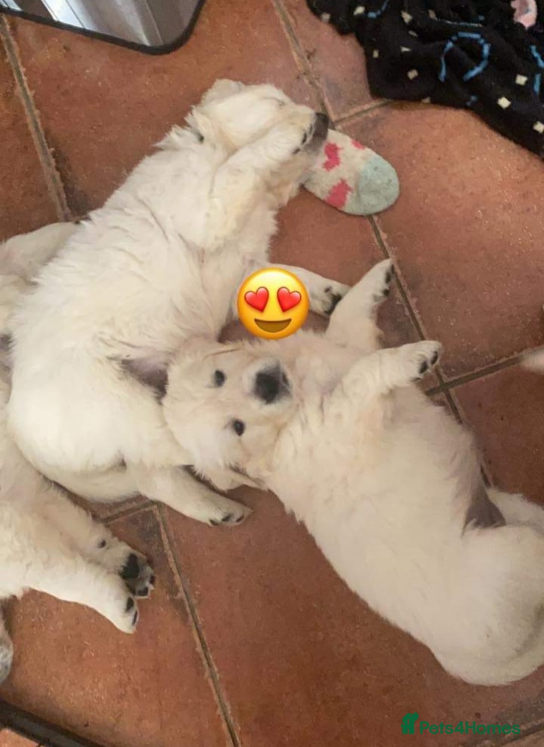 Golden Retriever dogs for sale: STUNNING RETRIVER PUPPIES NOW READY  - Advert 3