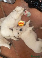 Golden Retriever dogs STUNNING RETRIVER PUPPIES NOW READY - Advert 7