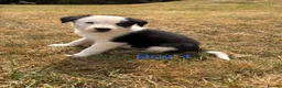 Border Collie dogs for sale: Border collie puppies for sale  in Montgomery - Advert 10