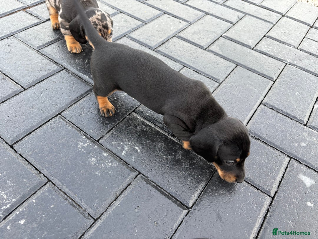 Dachshund dogs for sale: Miniature dachshund - Image 9
