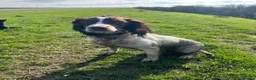 English Springer Spaniel dogs for sale: KC Reg Litter - Liver & White x Black & White - Advert 6
