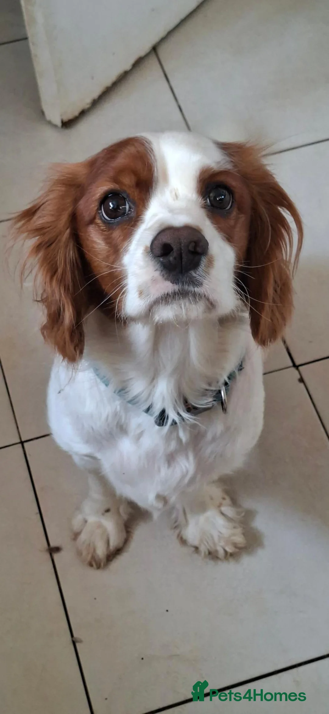 Cavalier King Charles Spaniel dogs for sale: 5 yaer old cavalier King charles spaniel  - Advert 1