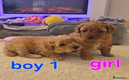 Maltipoo dogs for sale: 🐶 3 beautiful maltipoo pups for sale 🐶 - Image 3