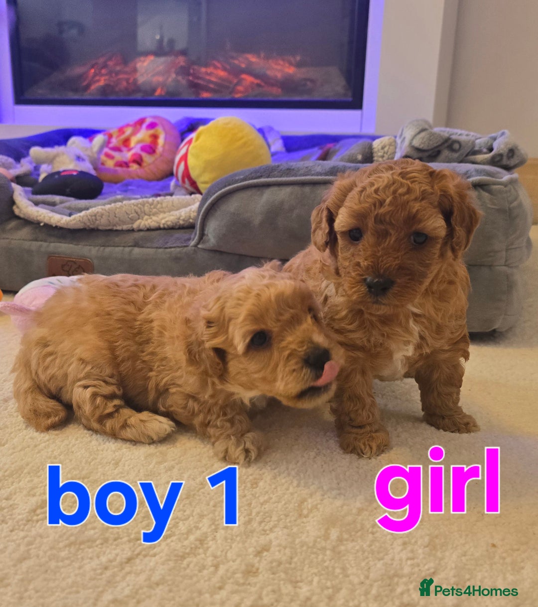 Maltipoo dogs for sale: 🐶 3 beautiful maltipoo pups for sale 🐶 - Image 3