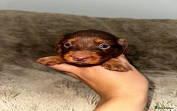Dachshund dogs for sale: LONG HAIR MINIATURE DACHSHUNDS🤍 - Image 7