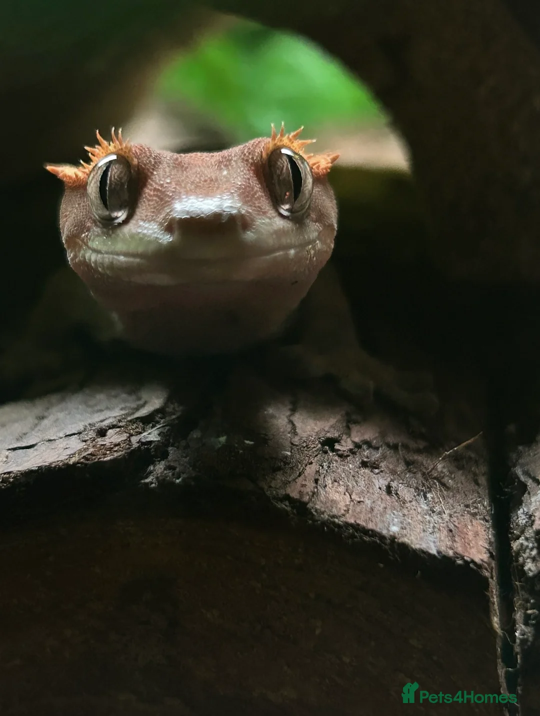 Gecko reptiles for sale: Female Harlequin Created Gecko in Aldershot - Advert 2
