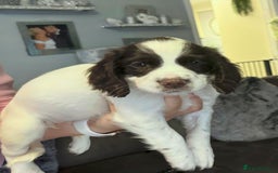 English Springer Spaniel dogs for sale: English springer spaniels puppy’s  - Image 4