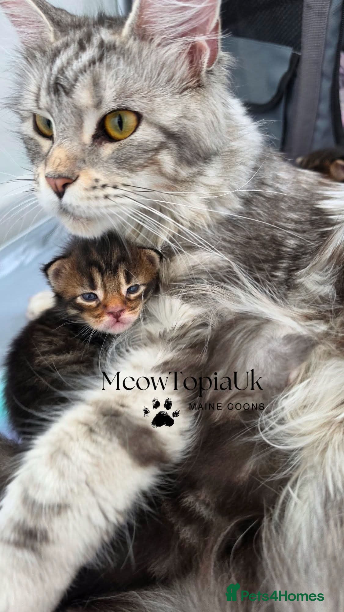 Maine Coon cats   Tica registered pedigree mainecoon kittens  - Advert 1