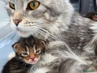 Maine Coon cats Tica registered pedigree mainecoon kittens - Advert 1