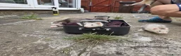 Ferret rodents for sale: Ferret for sale in Dereham - Advert 3