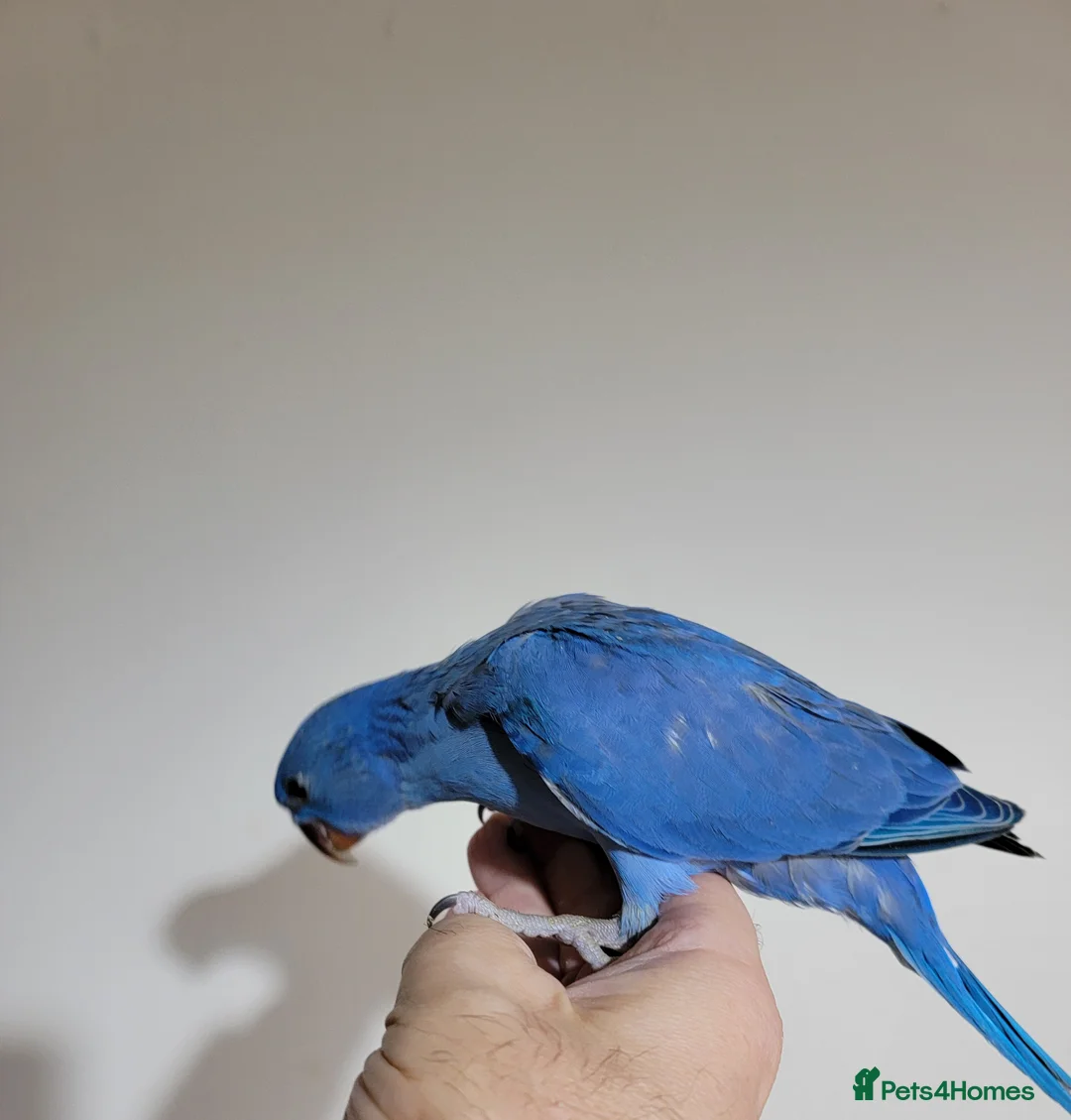 Ringnecks birds for sale: Ringnecks and kakarikis - Advert 1