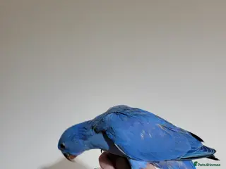 Ringnecks birds Ringnecks and kakarikis - Advert 5