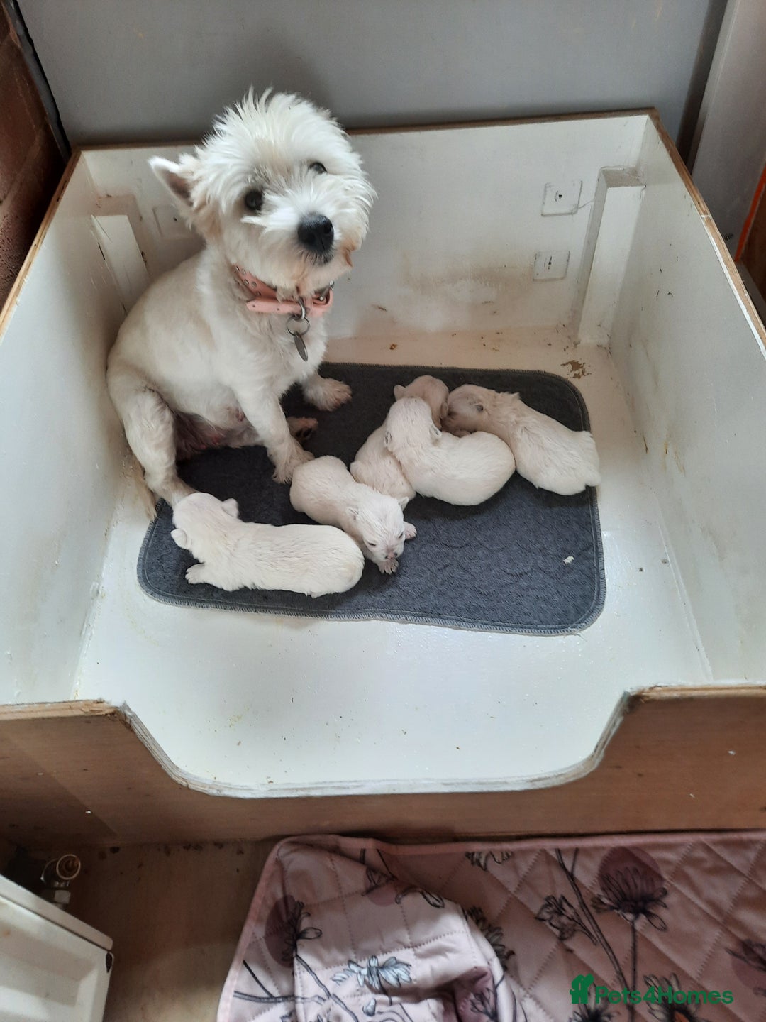 West Highland Terrier dogs for sale: BEAUTIFUL KC REG. WESTIE PUPPIES - Image 1