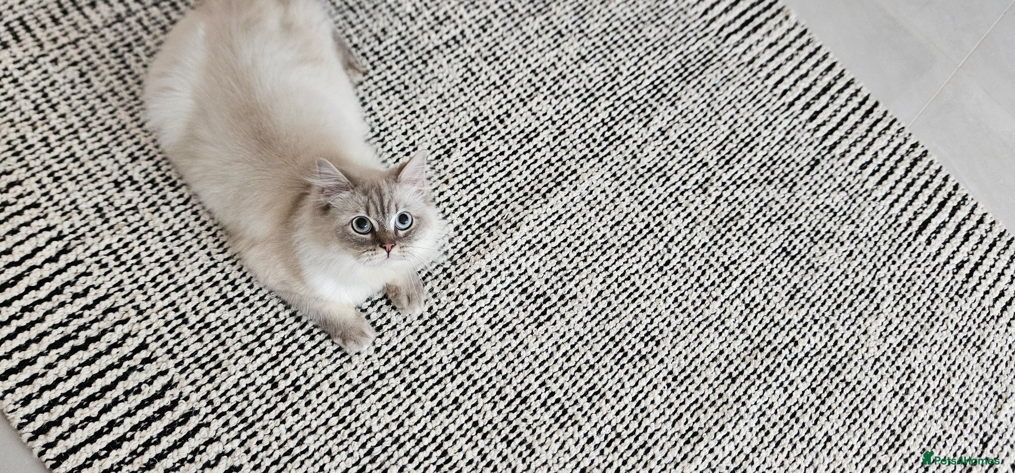 British Longhair cats British long hair  - Advert 13
