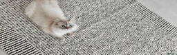 British Longhair cats for sale: British long hair  in Ilford - Advert 1