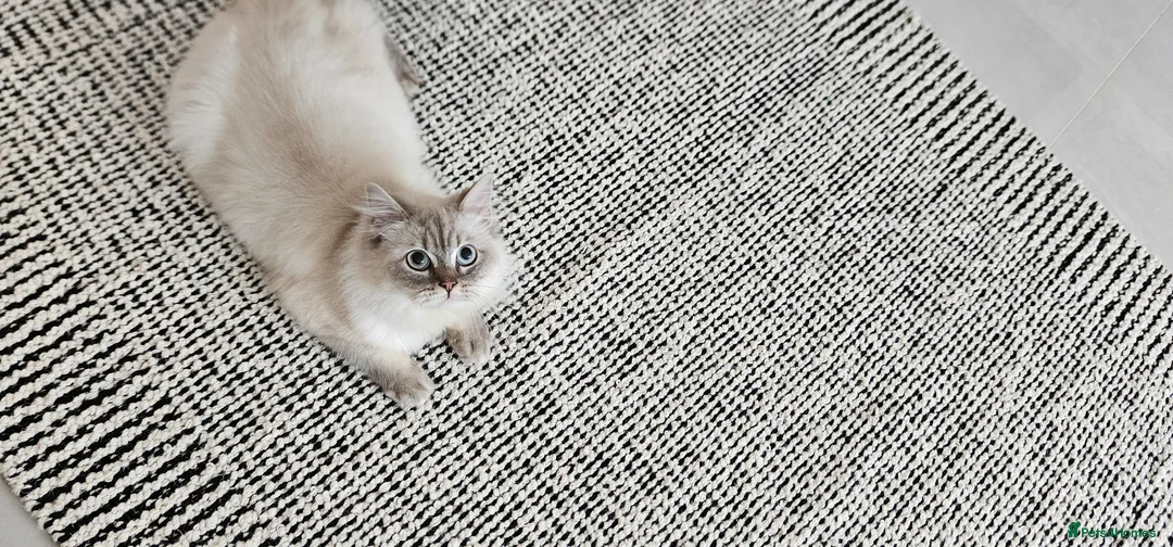 British Longhair cats for sale: British long hair  in Ilford - Advert 1