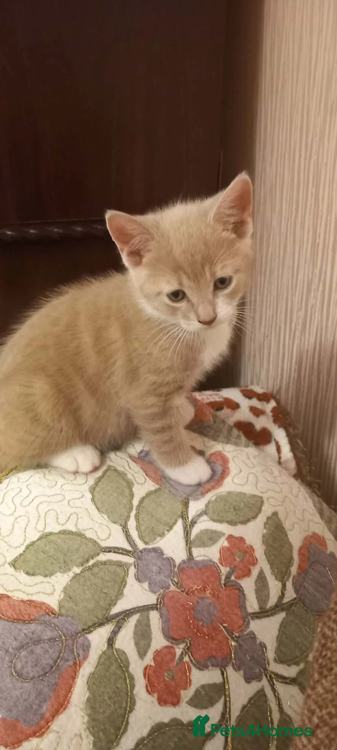 Mixed Breed cats for sale: Kitten  - Advert 11