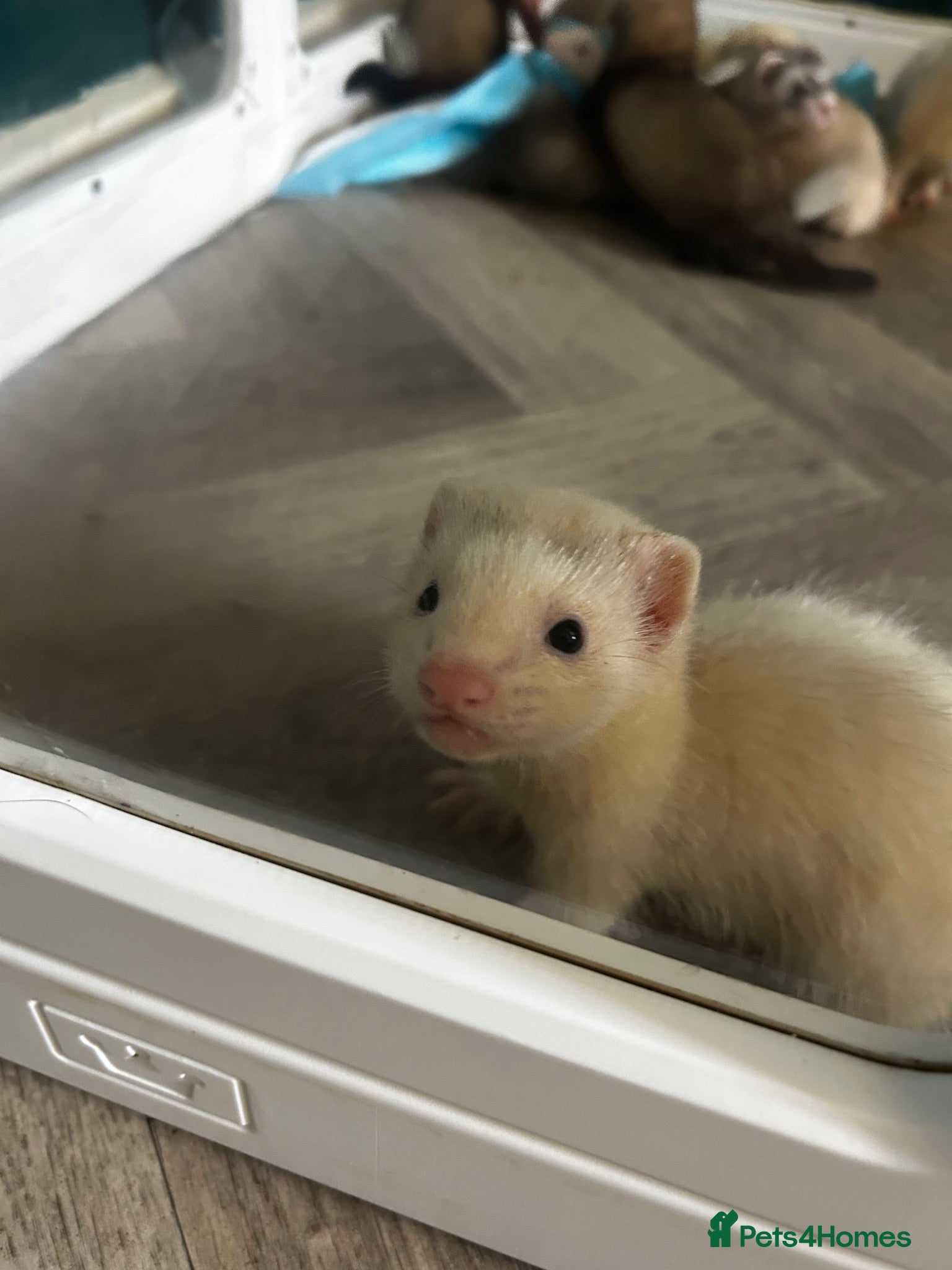 Ferret rodents Silver & Sable Kits Available Now  - Advert 2