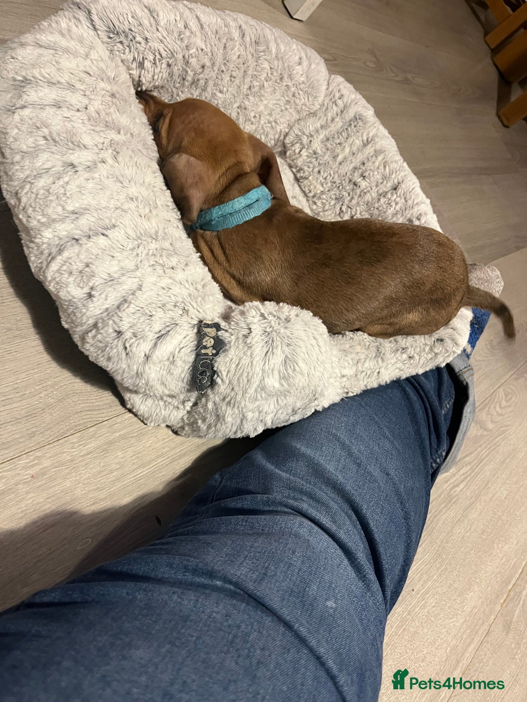 Mixed Breed dogs for sale: Maltese Cross Miniature Dachshund  - Advert 40