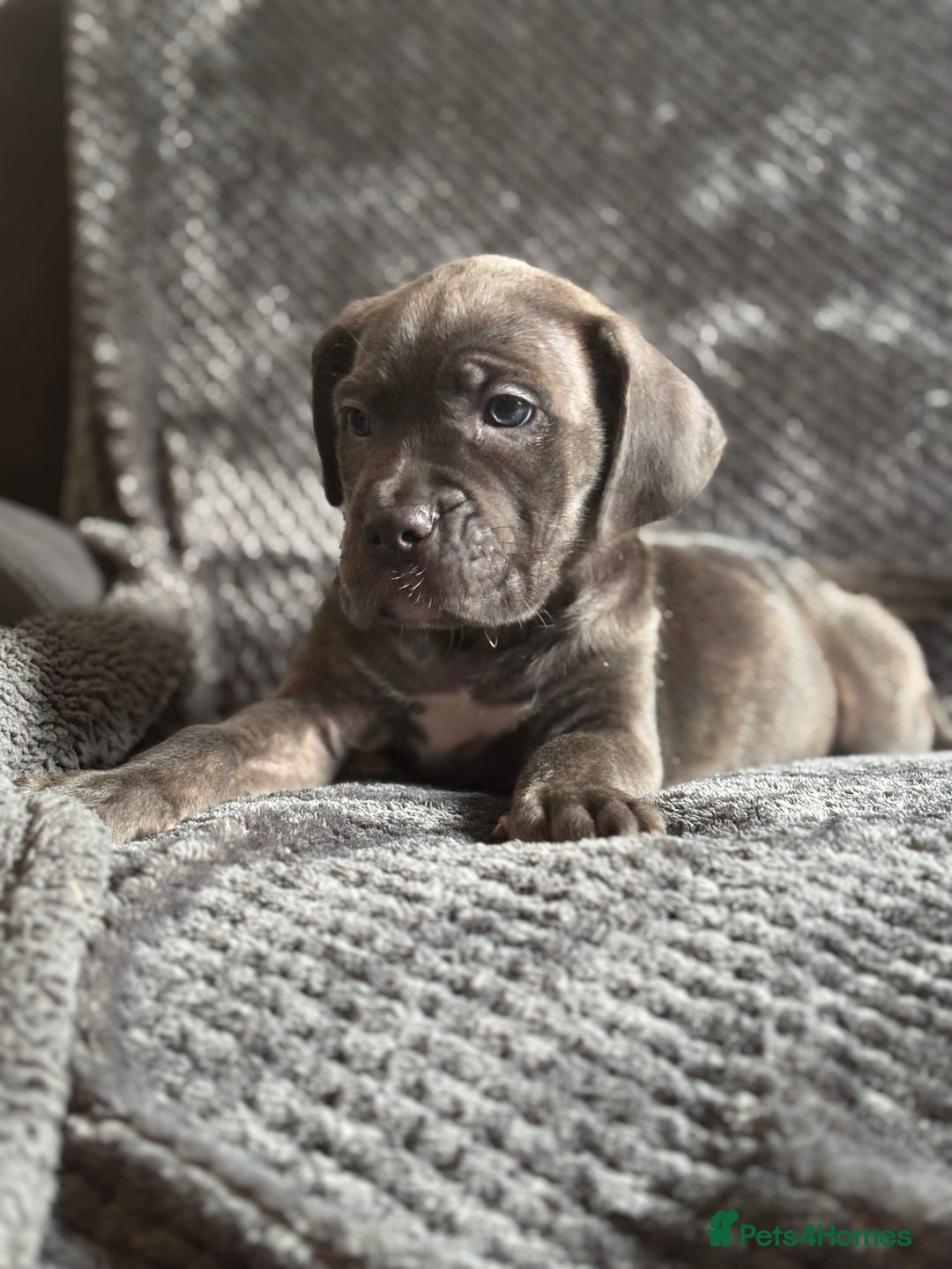 Cane Corso dogs for sale: Beautiful Cane corso Pups  - Image 16