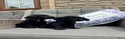 Cocker Spaniel dogs for sale: 2 Stunning black cocker girls (council licensed) - Advert 3