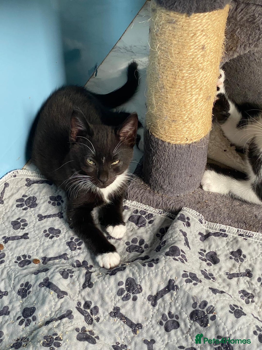 Mixed Breed cats for sale: 2 boys 1 girl left - Image 17