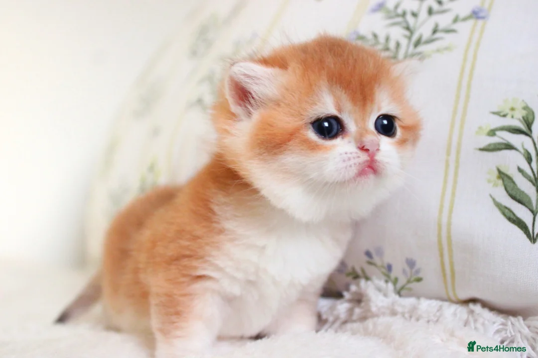 Scottish Fold cats for sale: **RARE & EXCLUSIVE SCOTTISH FOLD BABIES - Advert 6