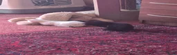 Mixed Breed cats for sale: 3, 12 week old kittens - Advert 8