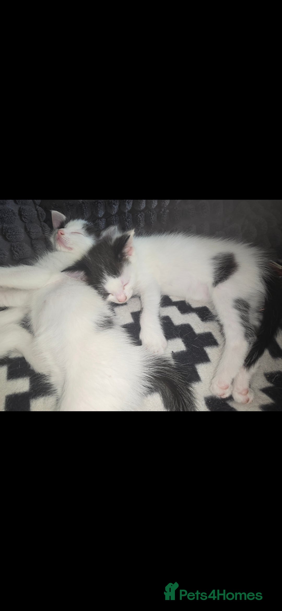 Mixed Breed cats for sale: Domestic short hair x Ragdoll - Image 6
