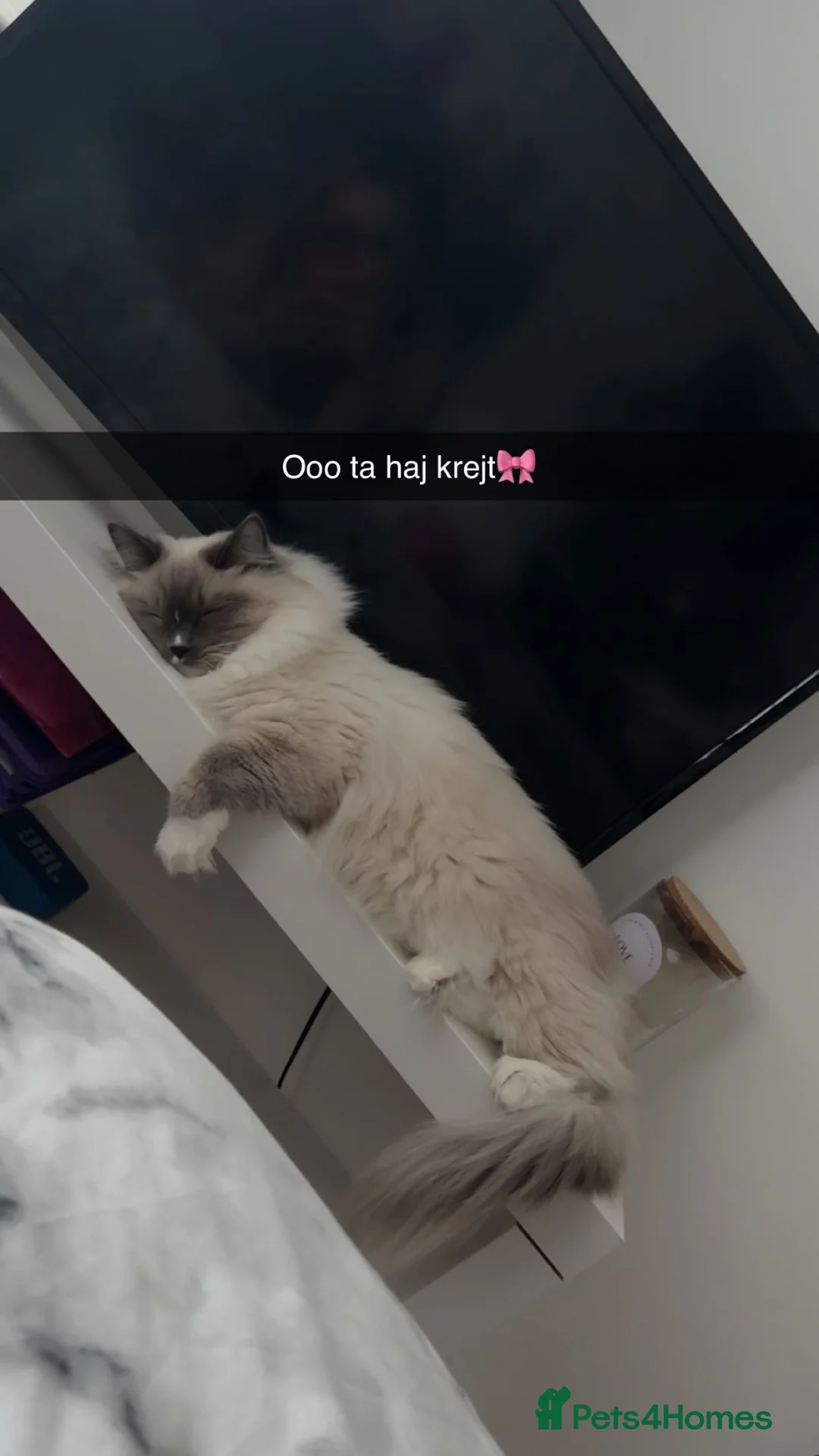 Ragdoll cats for sale: Mother and daughter only together  - Advert 2