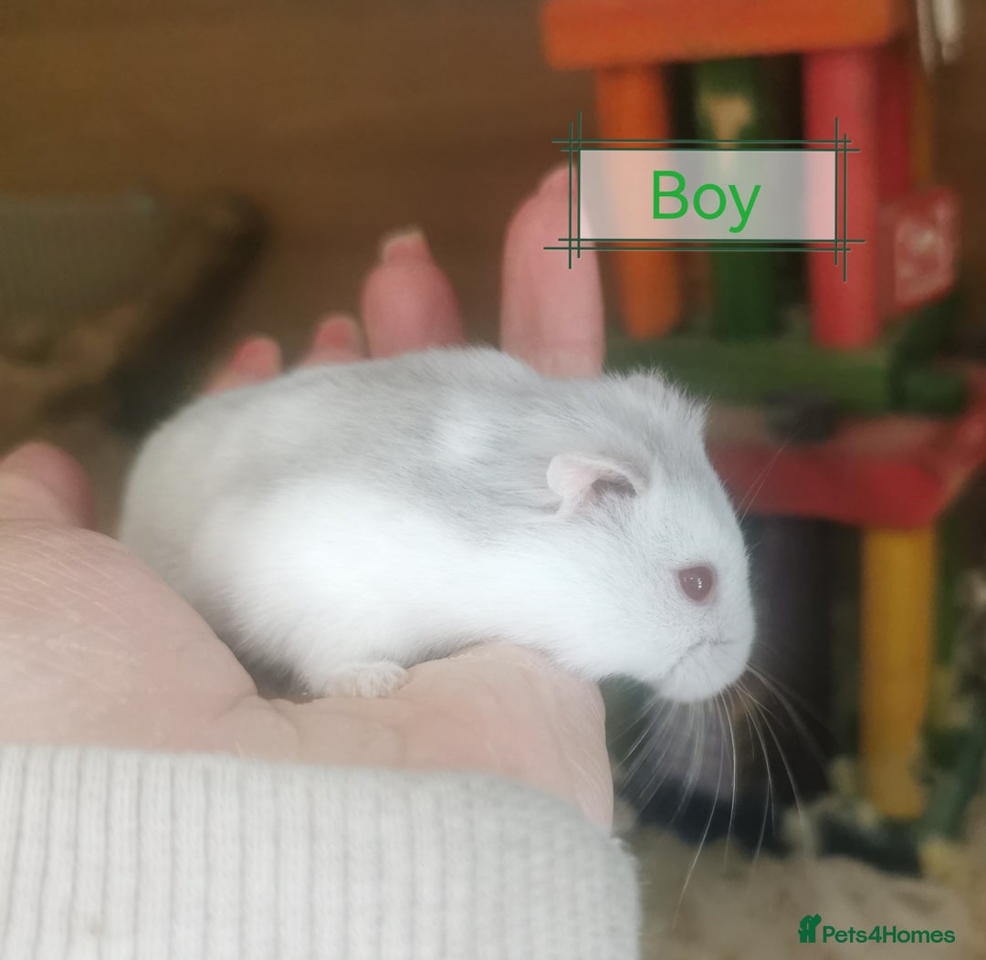 Hamster rodents for sale: Winter white dwarf hamsters  - Image 3