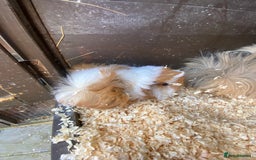 Guinea Pig rodents for sale: Peruvian Guinea pig male - Image 4