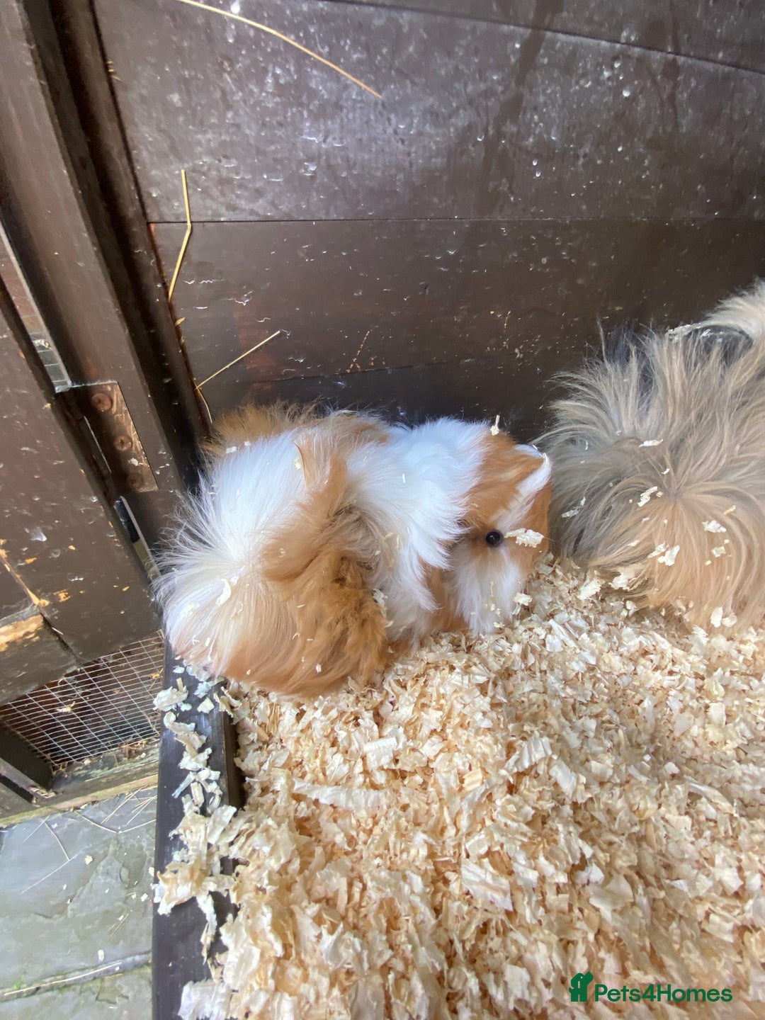 Guinea Pig rodents for sale: Peruvian Guinea pig male - Image 4