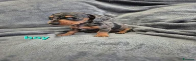 Miniature Dachshund silver dapple boy