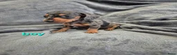Miniature Dachshund dogs for sale: Dachsund puppies ready end of oct  - Advert 17