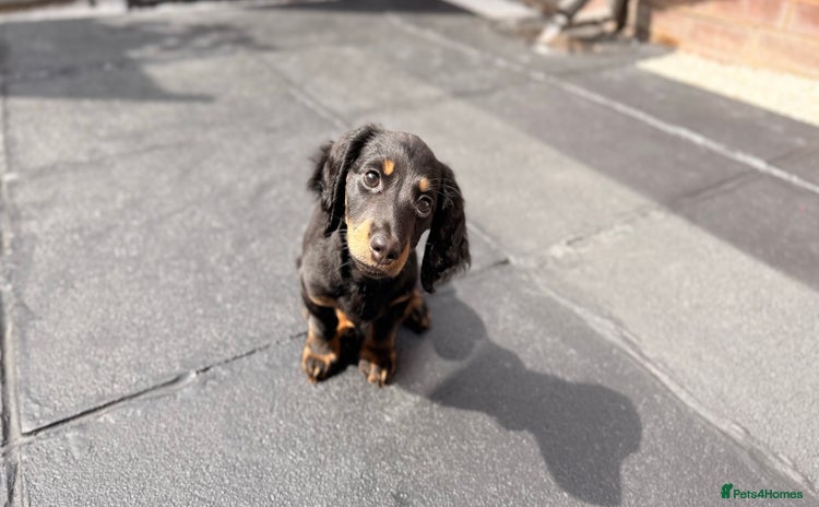Dachshund dogs - Advert 2