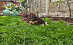 American Bully dogs for sale: 3 Stunning Correct Female Pocket Bullies  - Image 10