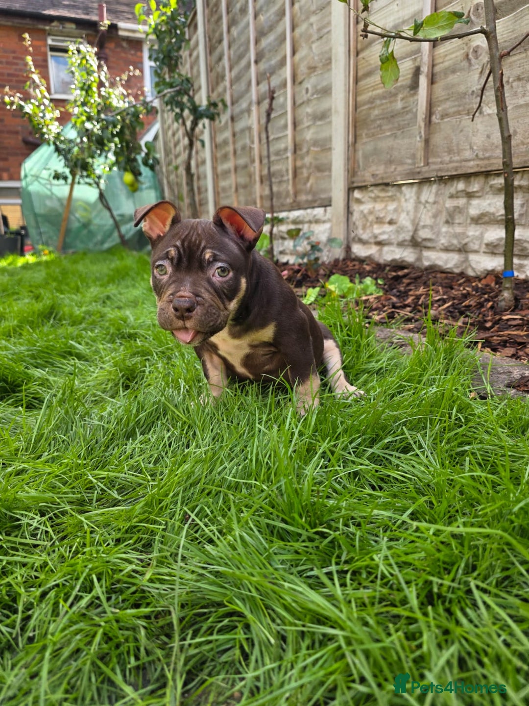 American Bully dogs for sale: 3 Stunning Correct Female Pocket Bullies  - Image 10